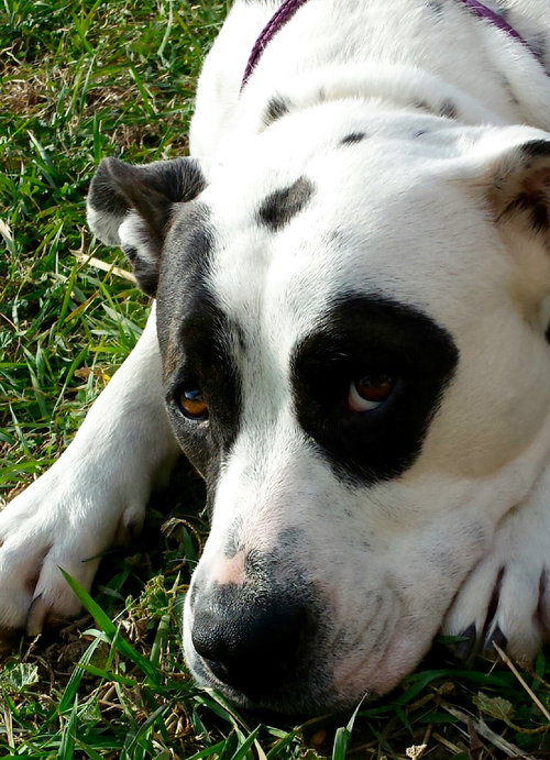 Dottie