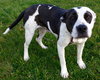 Dottie