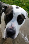 Dottie