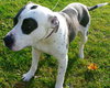Dottie