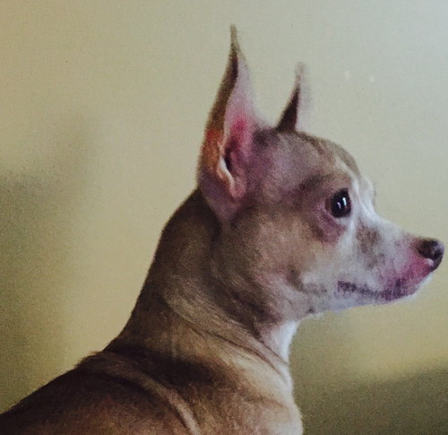 Lola