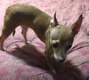 Lola