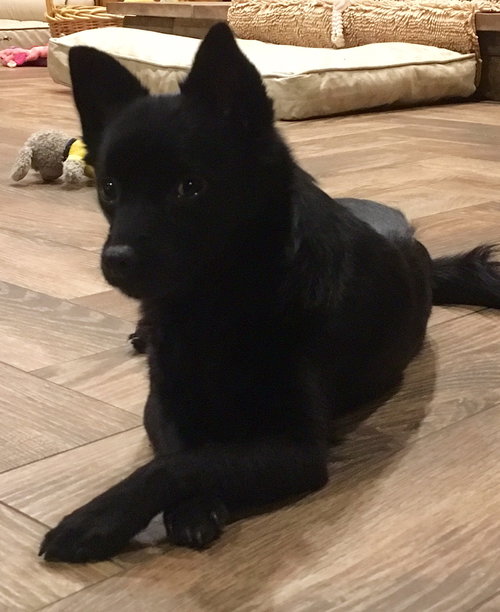 Koda