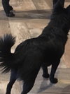 Koda