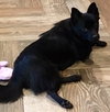 Koda