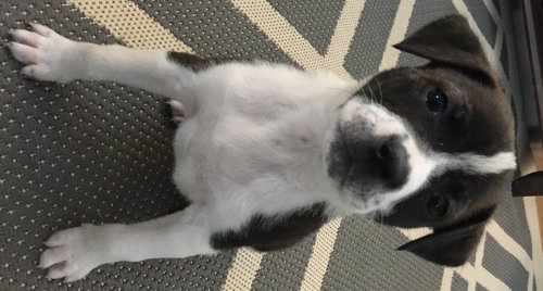 Stella