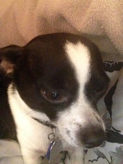 Skippy