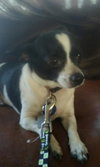 Skippy