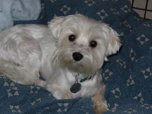 Winston