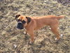 Gretchen
