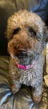 Lucy