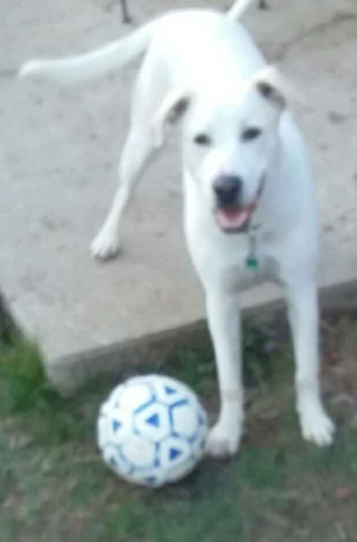 Dempsey