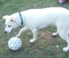 Dempsey