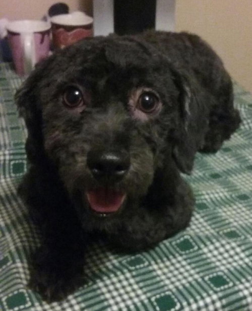 Winston