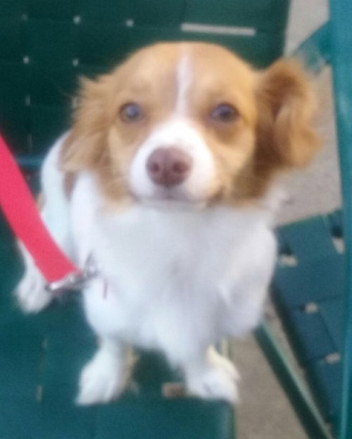 Sophia