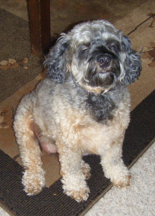 Coco