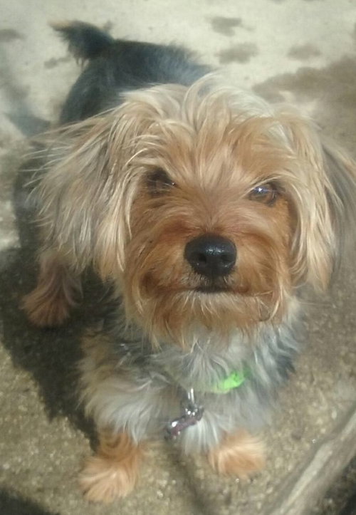 Louie