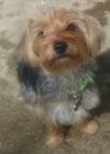Louie