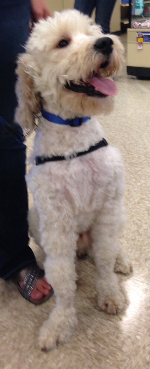 Teddy