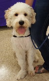 Teddy