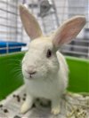 adoptable Rabbit in , NV named ROGER RABBIT