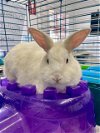 adoptable Rabbit in , NV named JESSICA RABBIT