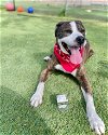 adoptable Dog in henderson, nv, NV named LOUIE