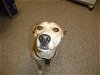 adoptable Dog in henderson, nv, NV named GOLDIE