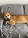 adoptable Dog in , NV named GOLDIE
