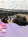 adoptable Cat in , NV named WEDNESDAY