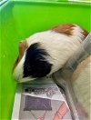 adoptable Guinea Pig in , NV named JAZZIE