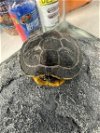 adoptable Turtle in , NV named SPEEDY