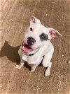 adoptable Dog in , NV named I-TUNES