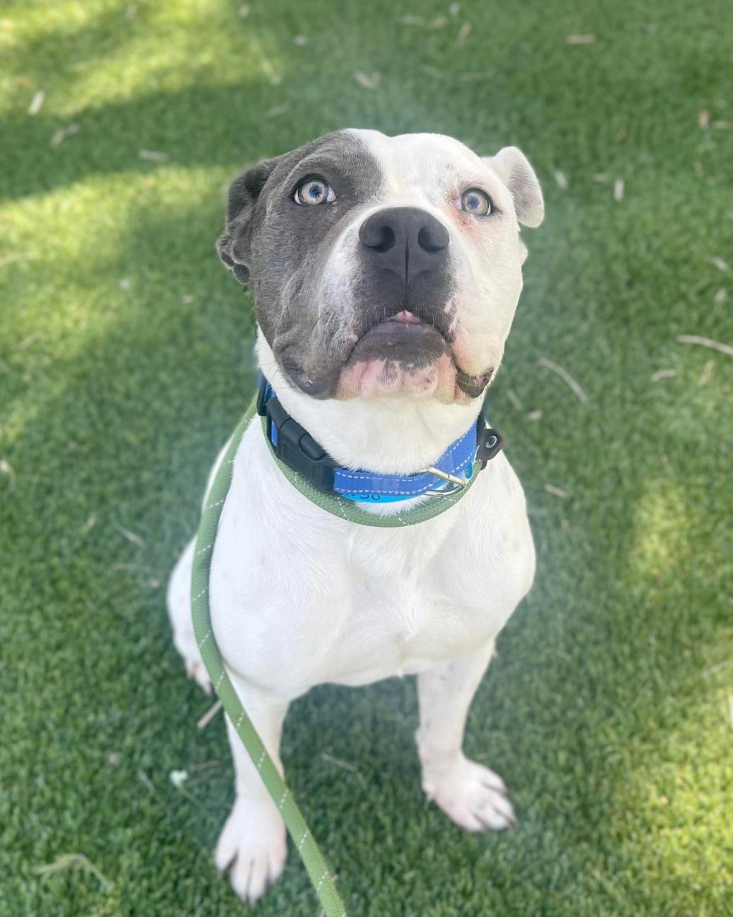 adoptable Dog in Henderson, NV named SPOTIFY