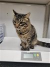 adoptable Cat in , NV named HICCUP