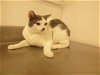 adoptable Cat in henderson, NV named VENMO
