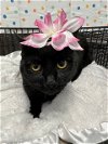 adoptable Cat in , NV named MIDNIGHT