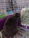 adoptable Rabbit in , NV named EVEREST