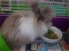 adoptable Rabbit in henderson, NV named SKY
