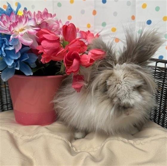 adoptable Rabbit in Henderson, NV named SKY