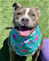 adoptable Dog in henderson, NV named QUEEN