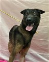 adoptable Dog in henderson, NV named TRISCUIT
