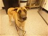 adoptable Dog in henderson, NV named MAGGIE
