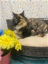 adoptable Cat in , NV named CALLIOPE
