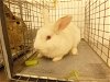 adoptable Rabbit in henderson, NV named SUDOKU