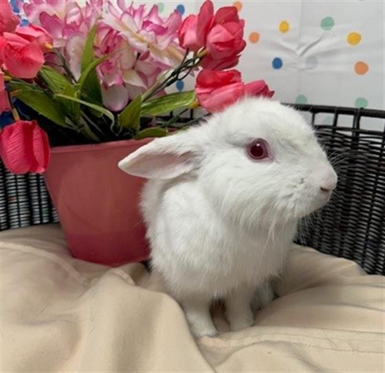 adoptable Rabbit in Henderson, NV named SUDOKU