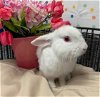 adoptable Rabbit in , NV named SUDOKU