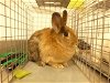 adoptable Rabbit in henderson, NV named SOLITAIRE