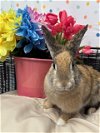 adoptable Rabbit in , NV named SOLITAIRE