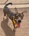 adoptable Dog in , NV named FIREFOX